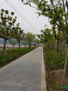 生態(tài)修復(fù)與城市綠廊的典范——昆山石林綠化中標(biāo)中環(huán)西線景觀工程6標(biāo)評(píng)析